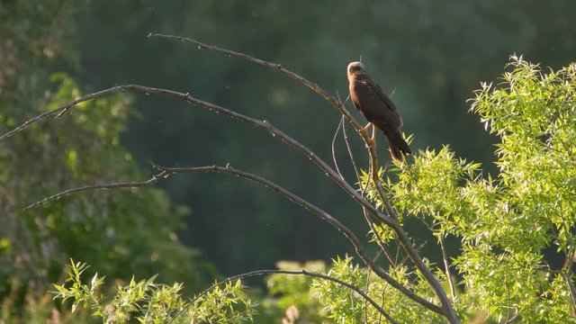 Western marsh harrier (Circus aeruginosus) looking out for prey