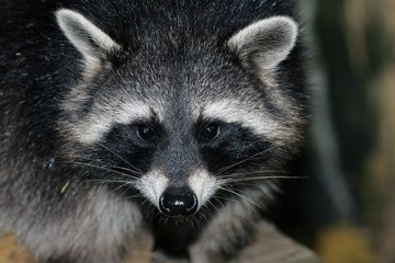 Naklejka na ściany i meble Raccoon - portrait (Procyon lotor)
