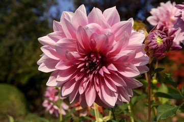 Fototapeta premium Dahlia (Dahlia) with pink flowers, Eckental, Middle Franconia, Bavaria, Germany, Europe