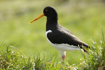 Eurasian Oystercatcher (Haematopus ostralegus)