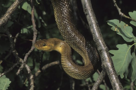 Aesculapian Snake (Elaphe longissima or Zamenis longissimus), Leithagebirge (Leitha Range), Austria, Europe