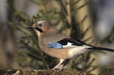 Jay (Garrulus glandarius) (Corvidae)