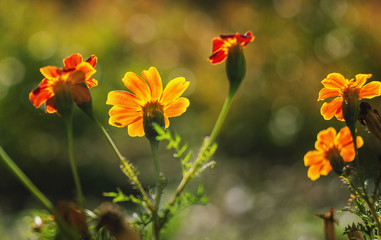 flower in the sun soft bokeh light