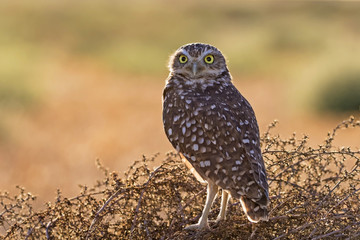 Sunset burrowing owl on tumbleweed perch
