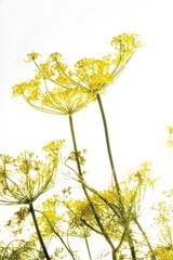 Obraz premium Dill blossoms