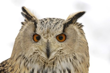 Eagle Owl (bubo bubo) portrait in winter plumage