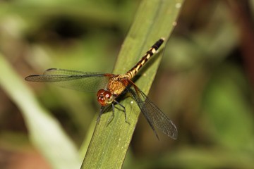 Dragonfly, Costa Rica, Central America