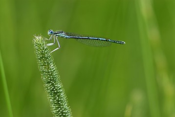 White-legged Damselfly (Platycnemis pennipes) perched on a blade of grass