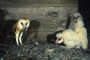 Barn Owl (Tyto alba), adult bird bringing a shrew to feed its young