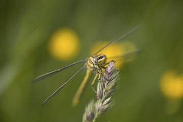Club-tailed Dragonfly (Gomphus pulchellus)