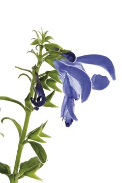 Blue Angel Sage (Salvia patens)