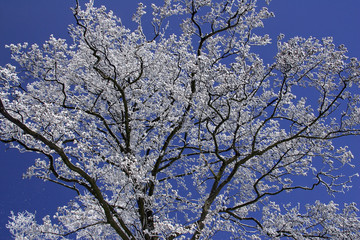 European alder covered with hoarfrost (Alnus glutinosa)