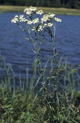 Common Yarrow (Achillea millefolium)