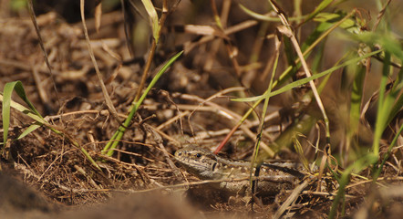 Large lizard looks out of a grass. Wild nature. Reptiles, pangolin, animals, nature 
