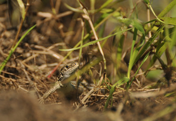 Large lizard looks out of a grass. Wild nature. Reptiles, pangolin, animals, nature 