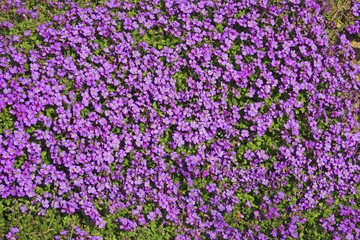 Large-flowered Aubrieta, Rock Cress or Rockcress (Aubrieta x cultorum), flowering, in bloom