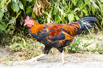 Portrait of a domestic chicken of motley color