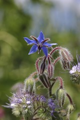 Borage (Borago officinalis), flowers and buds, Baden-Wuerttemberg, Germany, Europe