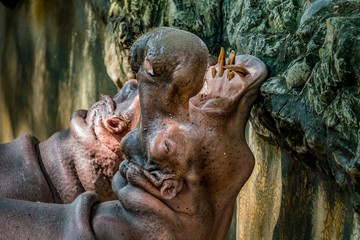 Obraz na płótnie Canvas Head of hippo