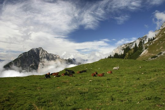 Cows on an Alpine pasture, Austria, Europe