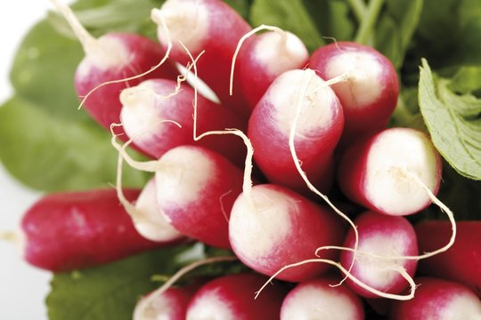 Radishes (Raphanus Sativus Subsp. Sativus)