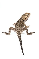 Bearded Dragon (Pogona vitticeps)