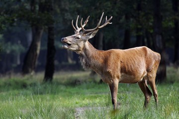 Young red stag belling during the rut - red deer (Cervus elaphus)