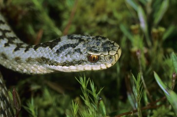 Common European Adder or Viper (Vipera berus), viperidae family, portrait of a male, recently shed its skin, ecdysis