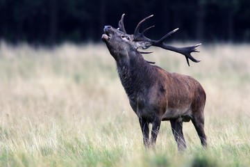 Belling red stag during the rut - red deer in heat - male (Cervus elaphus)