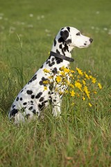 Dalmatian sitting in a meadow