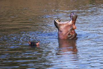 Hippopotamus (Hippopotamus amphibius) in the water with its mouth opened wide, Masai Mara National...