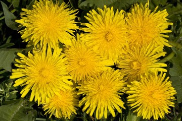 Common Dandelion (Taraxacum officinale) in bloom, medicinal plant