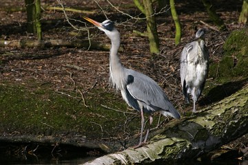 Old and young grey herons standing on an tree - gray herons - european common herons (Ardea cinerea)
