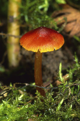 Hygrocybe riparia var., fungus