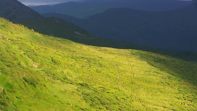 Sheeps walk on alpine green grass hills.