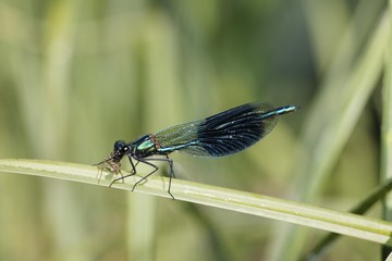 Banded blackwing, banded agrion, banded demoiselle, male, Calopteryx splendens