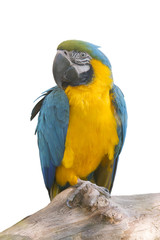 parrot macaw sits on a tree on a white background isolated