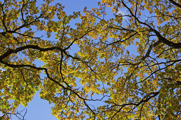 Old english oak - pedunculate oak - leaves in autumn colours - colourful foliage