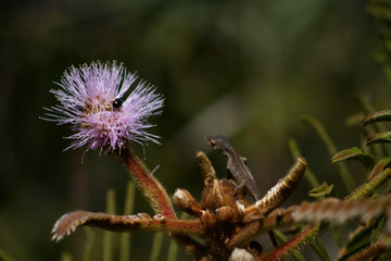 Funny wild scene. A little common lizard observe an helpless insect in a delicate flower.