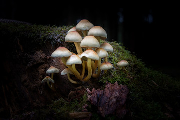 Fototapeta premium mushrooms in forest