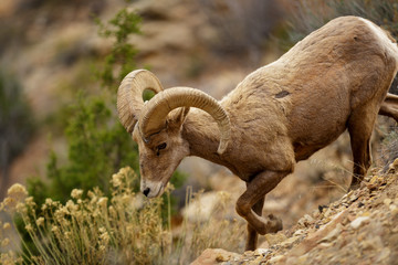 Bighorn Sheep