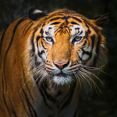 Plakat Close up tiger