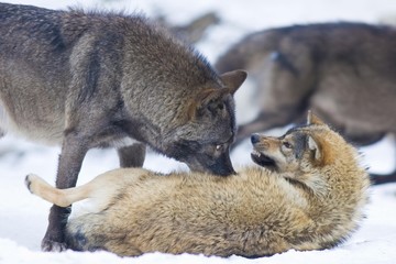 Wolves (Canis lupus)