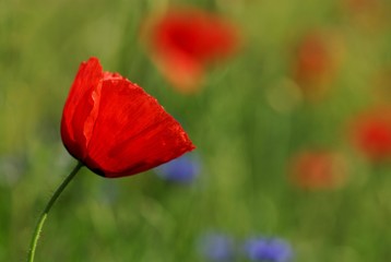 Poppy flowers (Papaveraceae) and Cornflowers (Centaurea cyanus), Mindelheim, Bavaria, Germany, Europe