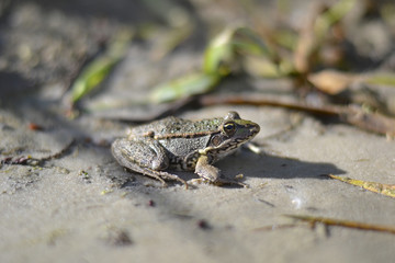 Sitting frog macro