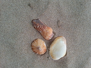 muschelschalen von steinstrand in Sagunto
