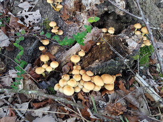 Champignons non comestible
