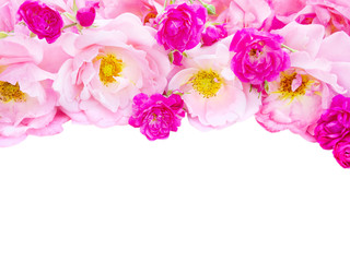 Pink curly roses and vibrant pink roses isolated on white