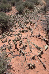 Opuntia