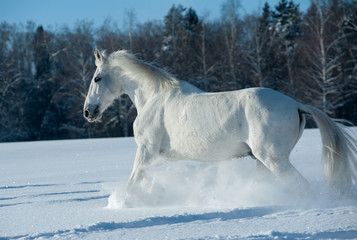 Fototapeta na wymiar White horse the Orlov trotter